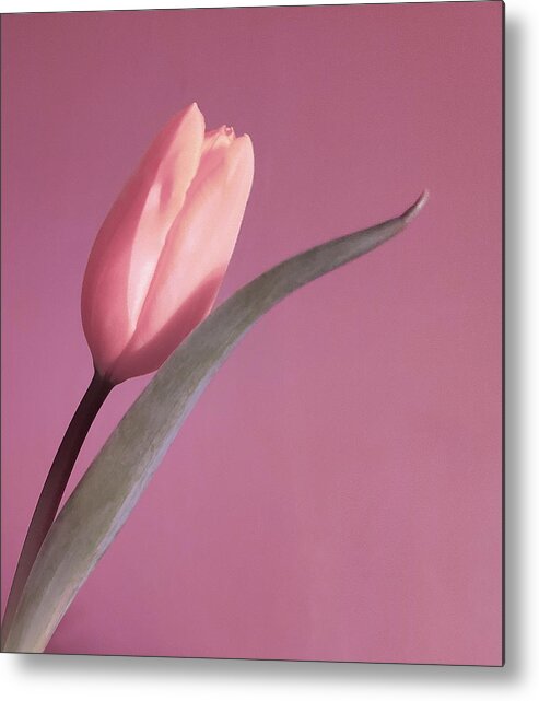 Art Metal Print featuring the photograph Pink Tulip by Joan Han