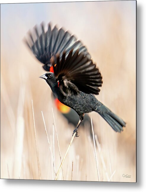 Red-winged Blackbirds Metal Print featuring the photograph Red-winged Blackbird Wingspread by Judi Dressler