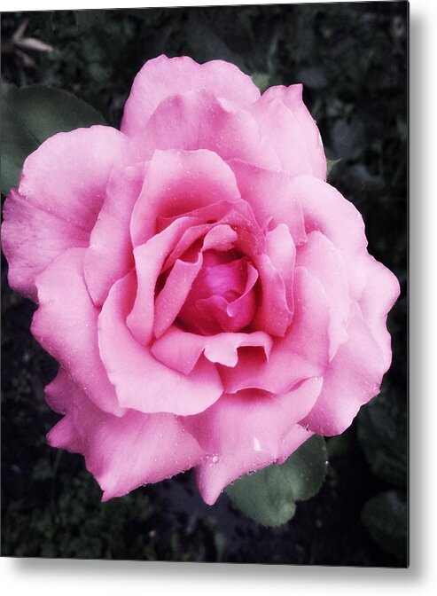 Pink Metal Print featuring the photograph Rose by Tanja Leuenberger