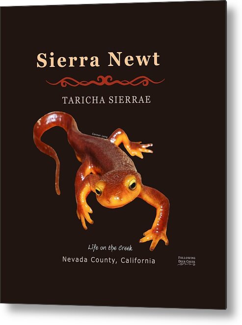 Sierra Newt Metal Print featuring the digital art Sierra Newt Taricha Sierrae by Lisa Redfern