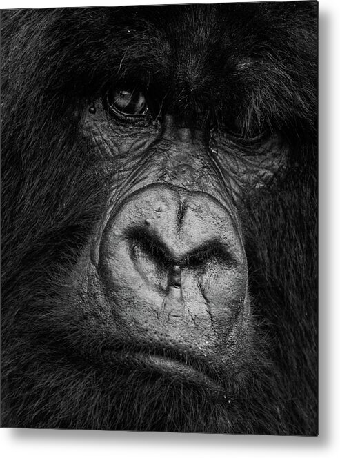 Mountain Gorilla Metal Print featuring the photograph Silverback Glare by Max Waugh