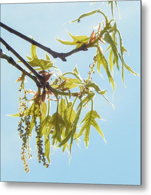 Spring Metal Print featuring the photograph Spring Oak Leaves by Karen Rispin