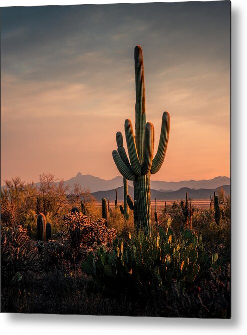 Saguaro Metal Print featuring the photograph The Golden Hour in Arizona by Kevin Schwalbe