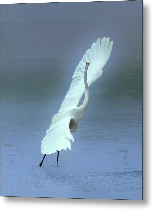 Faune Metal Print featuring the photograph The Great dancing Egret by Carl Marceau