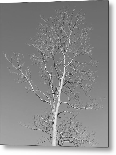 Tree Metal Print featuring the photograph The Young Lady BW by Lee Darnell