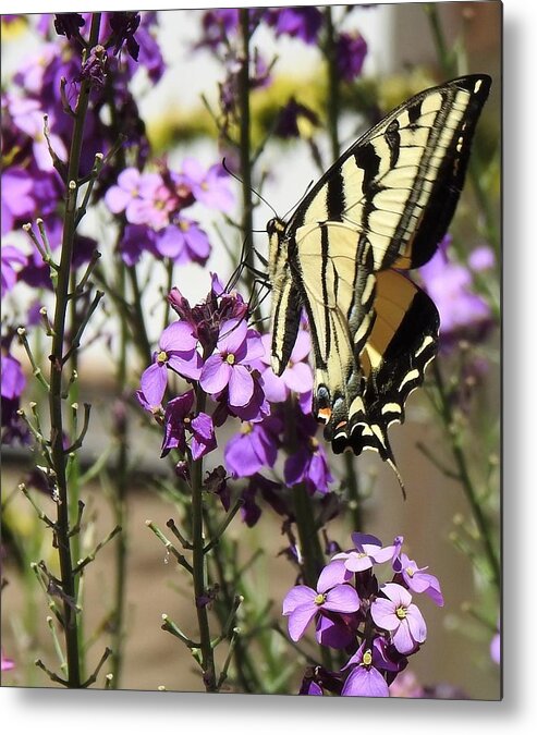 Tiger Swallowtail Butterfly Metal Print featuring the photograph Tiger Swallowtail by Sandra Peery