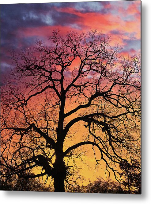 Bark Metal Print featuring the photograph Tree Sillouette at Sunset by Darryl Brooks