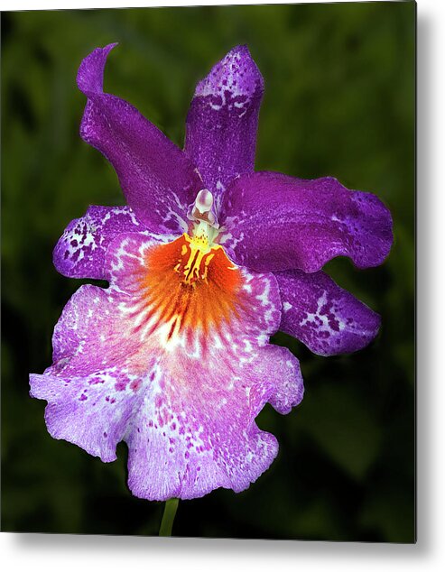 Orchid Metal Print featuring the photograph Vibrant Orchid Flower by Susan Candelario