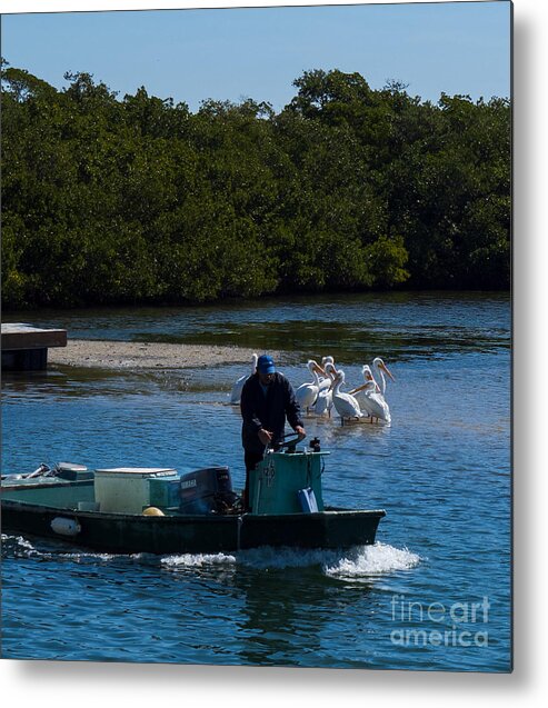 Waterman Metal Print featuring the photograph Waterman and White Pelicans at the Cortez Dock by L Bosco