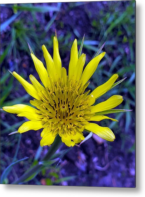 Yellow Goat's Beard Metal Print featuring the photograph Yellow Goat's Beard 2 by Jean Evans