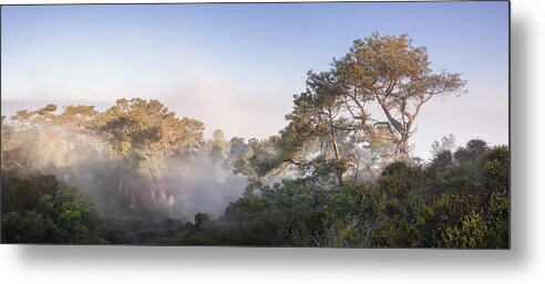 Torrey Pines Foggy Tree Panorama by William Dunigan