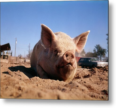 1980s Pig Wallowing In Dirt Mud On Farm Metal Print