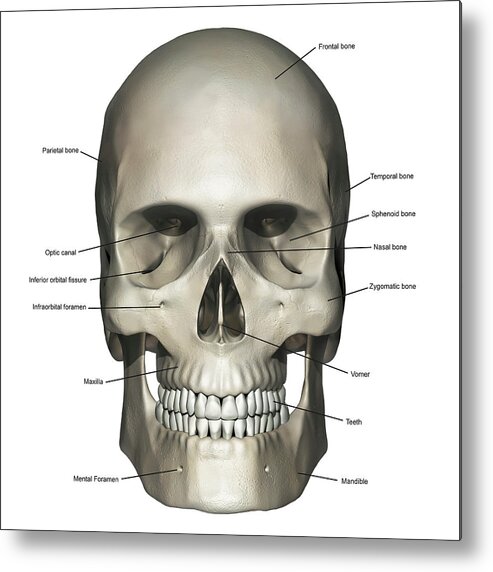 Anterior View Of Human Skull Anatomy Metal Print