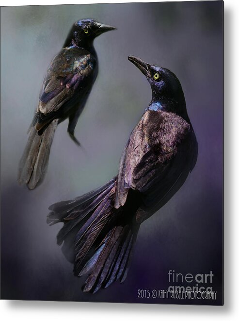 Purple Metal Print featuring the photograph Grackles Study by Kathy Russell