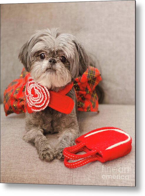 Dog Photography Metal Print featuring the photograph Scarlett and Red Purse by Irina ArchAngelSkaya