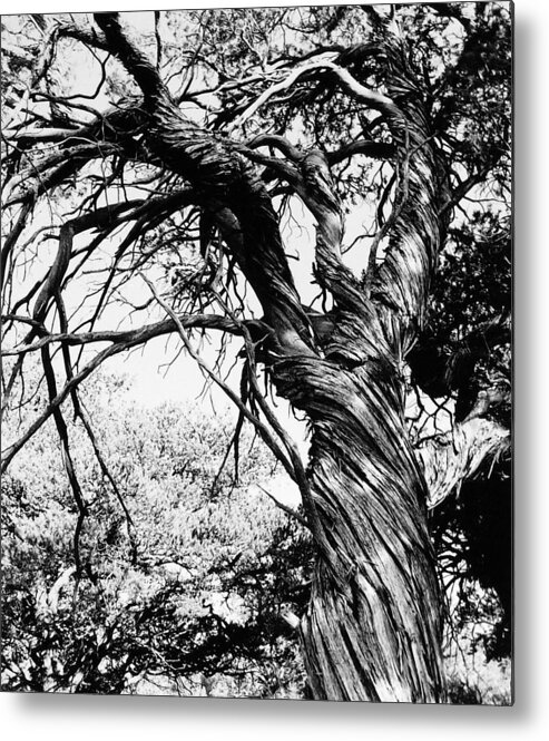 Tree Metal Print featuring the photograph Twisted Beauty by Allan McConnell