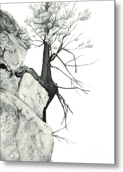 Tree Metal Print featuring the drawing Unlikely Perch by Elizabeth Mordensky