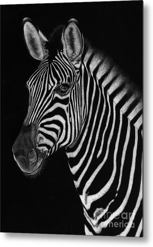 Zebra Metal Print featuring the drawing African Stallion by Sheryl Unwin