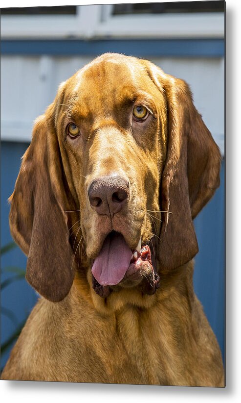 George Metal Print featuring the photograph Bloodhound by Bill Linhares