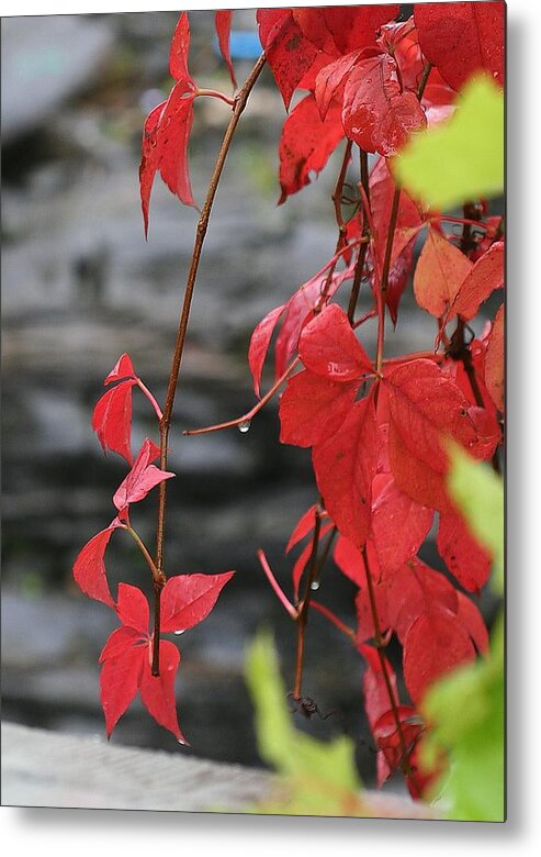 Red Metal Print featuring the photograph Wet Reds by Louise Mingua