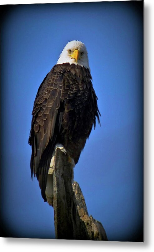 Bald Eagle Metal Print featuring the photograph 021613-100-a by Mike Davis