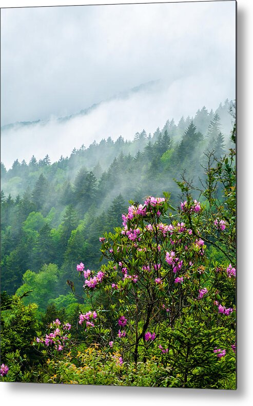 Landscape Metal Print featuring the photograph Blue Ridge Parkway NC Rhododendron Bloom by Robert Stephens