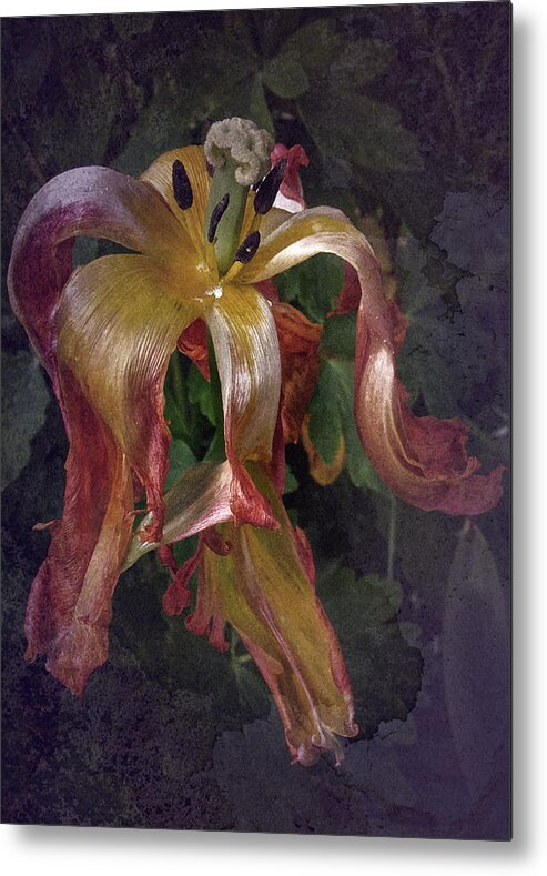 Parrot Tulip Metal Print featuring the photograph In Memory of Tulip Past by Richard Cummings