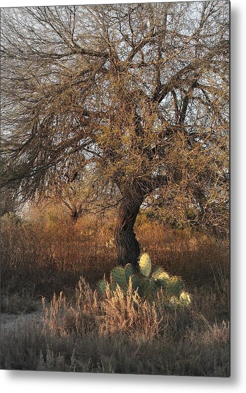 Tree Metal Print featuring the photograph Mexico..desert tree by Al Swasey