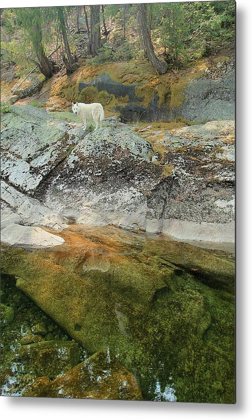 Sierra Nevada Metal Print featuring the photograph Sekani Summer Stream by Sean Sarsfield