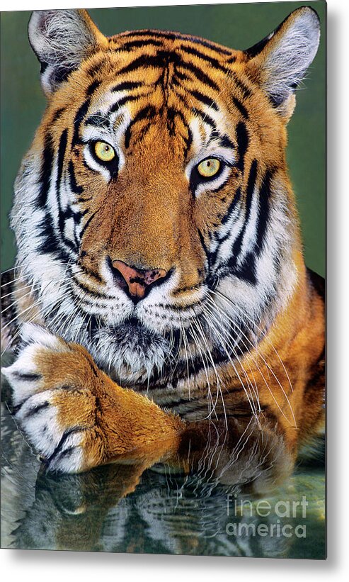 Bengal Tiger Metal Print featuring the photograph Bengal Tiger Portrait Endangered Species Wildlife Rescue by Dave Welling