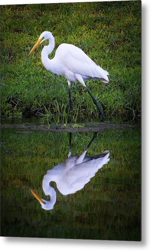 Birds Metal Print featuring the photograph Snowy Egret by Larry Marshall