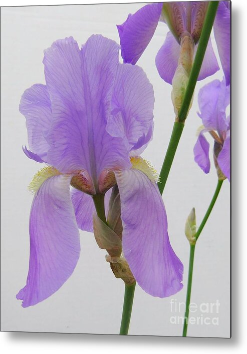 Irises Metal Print featuring the photograph Natures Beauty #2 by Scott Cameron