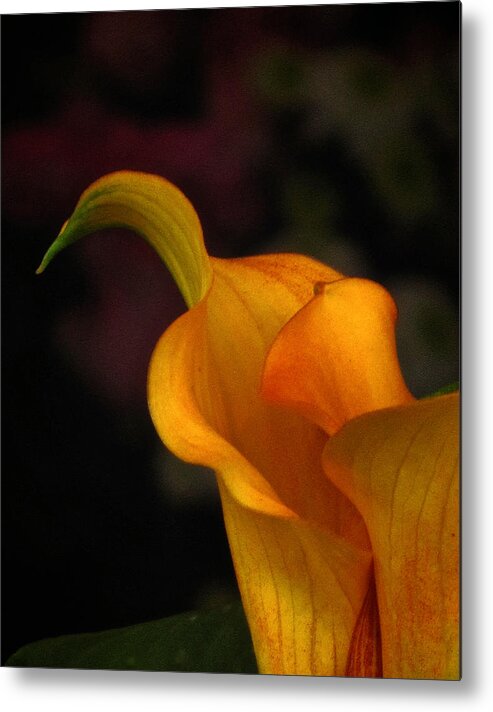 Calla Lily Metal Print featuring the photograph Impression Calla by Richard Cummings