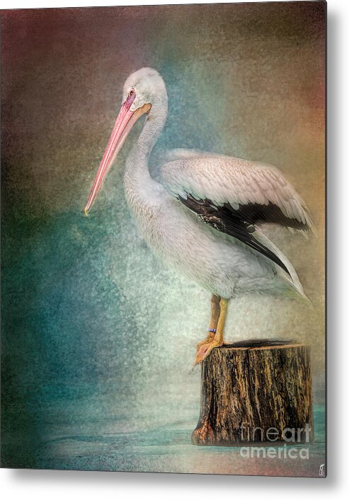 American White Pelican Metal Print featuring the photograph Perched Pelican by Jai Johnson