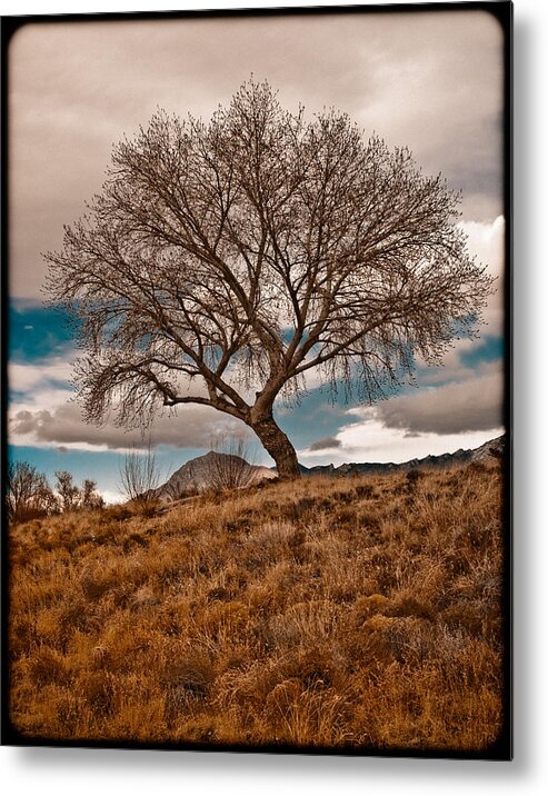 Tree Metal Print featuring the photograph Lone Tree by Mark Forte