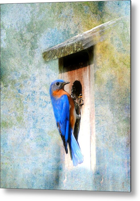 Bluebird Metal Print featuring the photograph Male Eastern Bluebird at Nesting Box by Jai Johnson