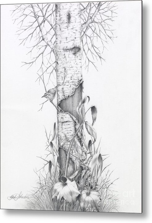 Bird Metal Print featuring the drawing Bird In Birch Tree by Barby Schacher