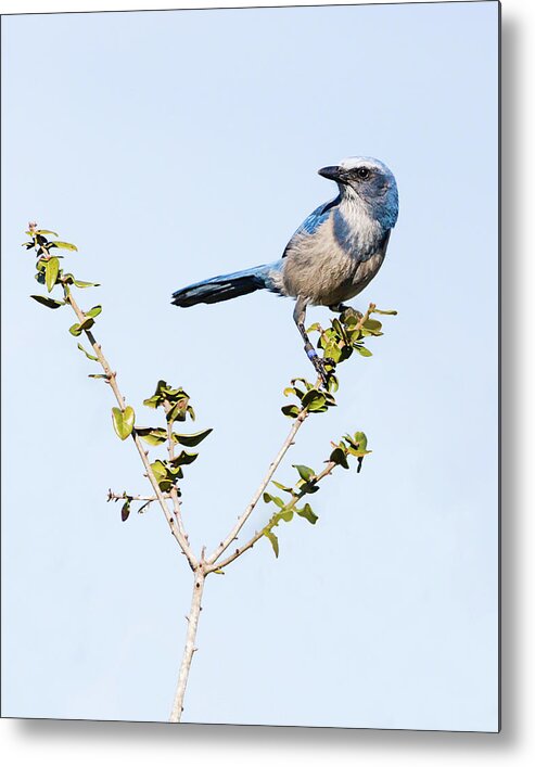 Aphelocoma Coerulescens Metal Print featuring the photograph Florida Scrub Jay III by Dawn Currie