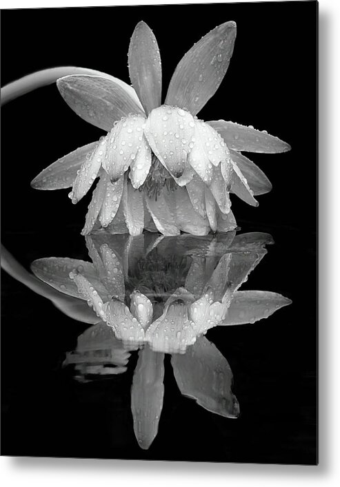 Nature Metal Print featuring the photograph Into the Looking Glass by Dawn Currie