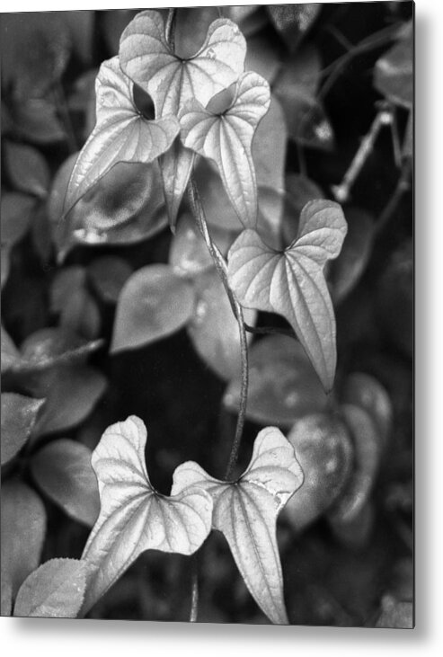 Ansel Adams Metal Print featuring the photograph ivy by Curtis J Neeley Jr