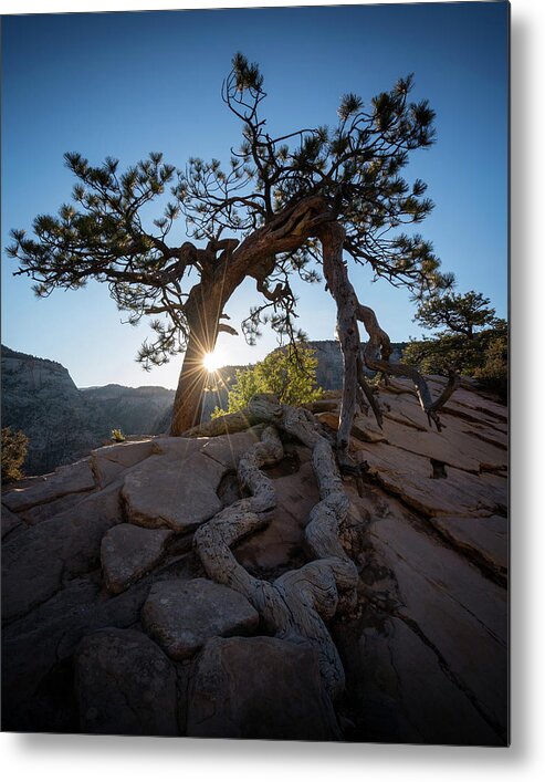 Zion National Park Metal Print featuring the photograph Lone Tree in Zion National Park by James Udall