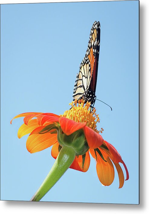 Award Winner Metal Print featuring the photograph Monarch I by Dawn Currie