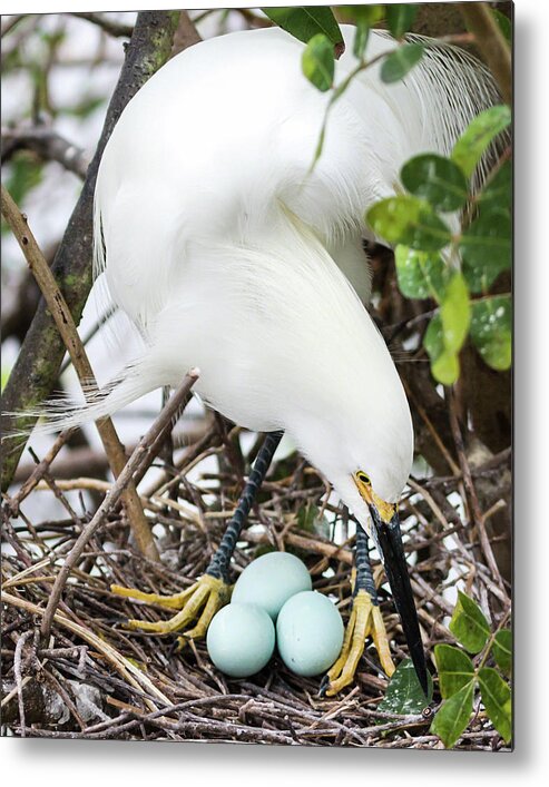 Adult Metal Print featuring the photograph Nesting Snowy Egret by Dawn Currie