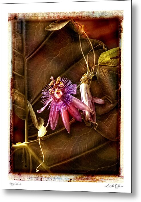 Orchids Metal Print featuring the photograph Nightshade by Linda Olsen