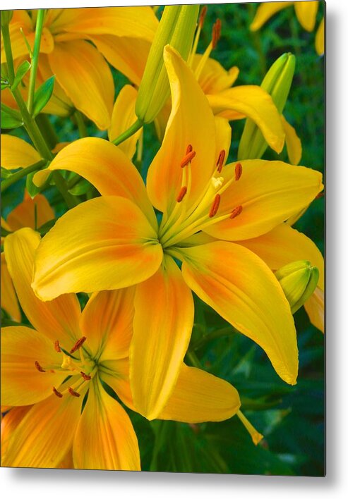  Metal Print featuring the photograph Ohio Lily by Polly Castor