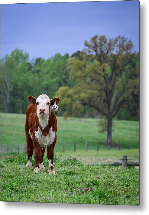 Cow Metal Print featuring the photograph Out Standing in His Field by Cyndi Goetcheus Sarfan