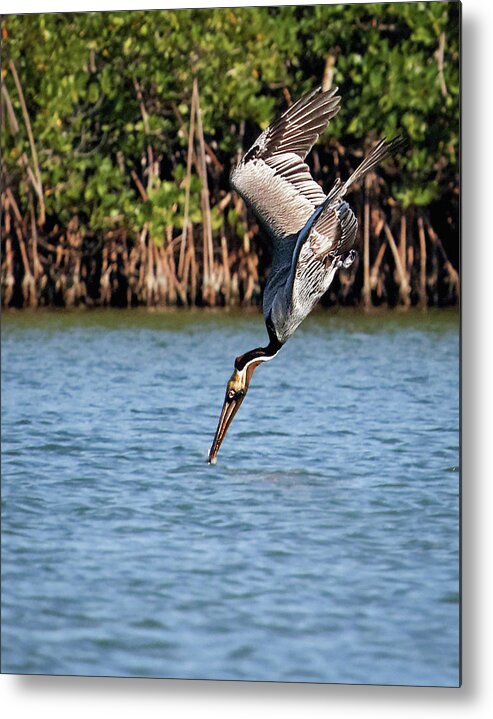 Alone Metal Print featuring the photograph Pelican Dive by Dawn Currie