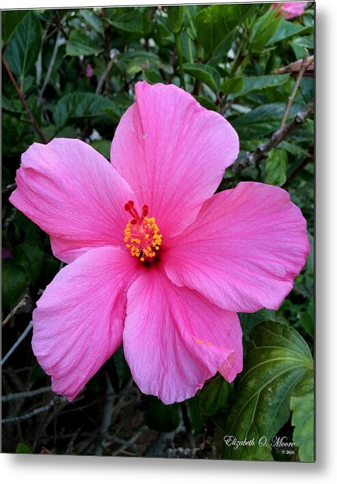 Pink Metal Print featuring the photograph Pink Hibiscus by Elizabeth Moore