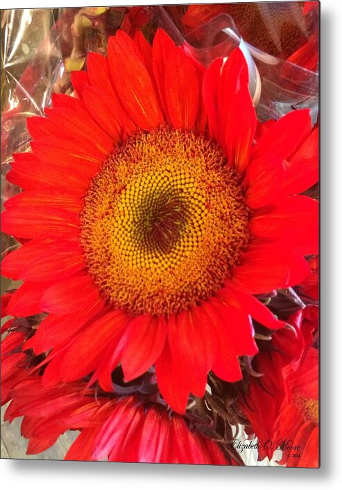 Red Metal Print featuring the photograph Red Sunflower by Elizabeth Moore