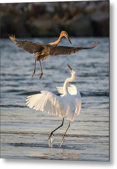  Metal Print featuring the photograph Reddish Egret Confrontation by Dawn Currie